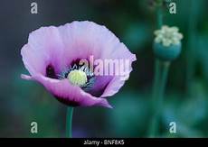Opium Violet Marble