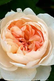 Marble Rosa Salmon